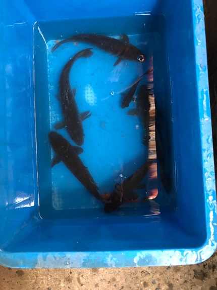 ファイル 64-2.jpg